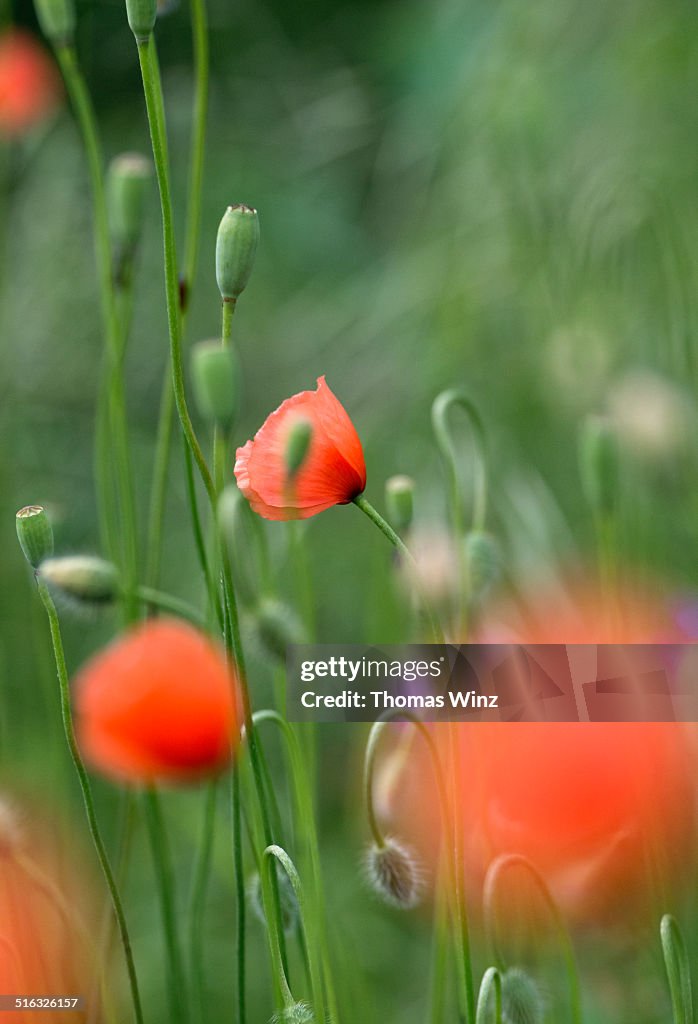 Poppies in a field