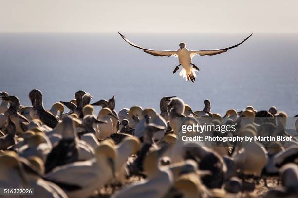 flying gannet - zeeland stock-fotos und bilder