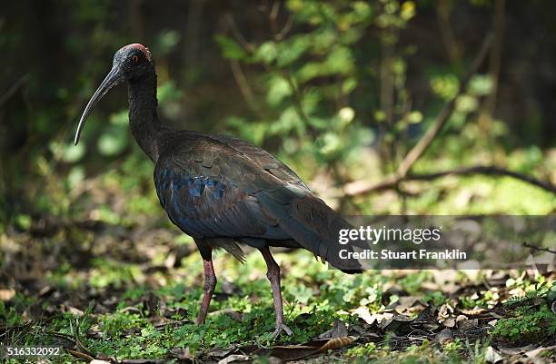 Bird looks on during the second round of the Hero Indian Open at Delhi Golf Club on March 18, 2016 in New Delhi, India.