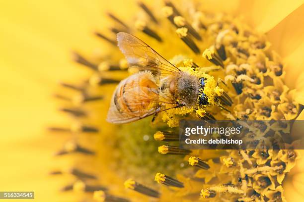 honeybee covered in pollen on a yellow sunflower - honey bee stock pictures, royalty-free photos & images