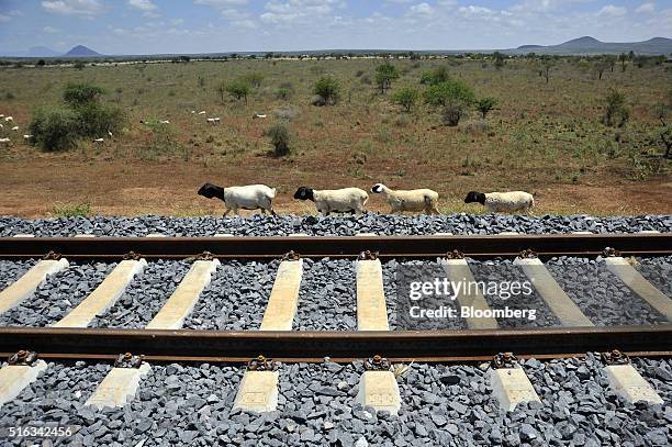 Goats herd walks alongside a newly laid section of rail track near the Simba passing station which will form part of the new Mombasa-Nairobi Standard...