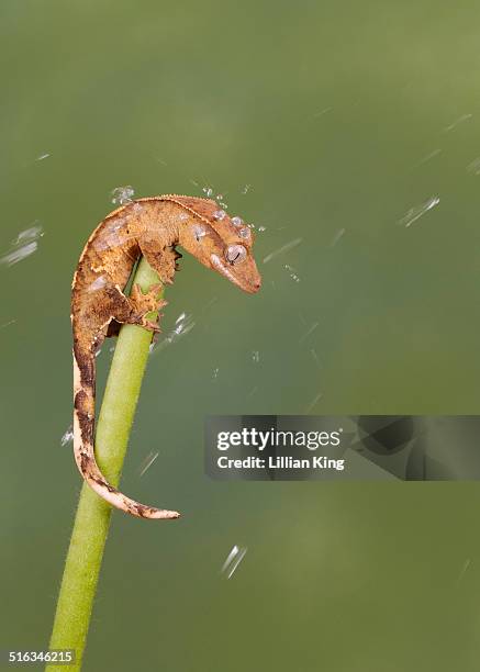getting a wash down - gecko stock pictures, royalty-free photos & images
