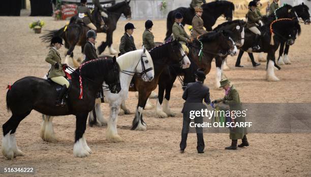 Shire horses are judged in the Open Pure Bred Ridden class at the National Shire Horse Show held at Stafford Showground, near Stafford, central...