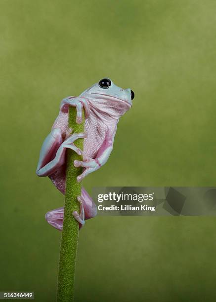 hanging on tight! - イエアメガエル ストックフォトと画像