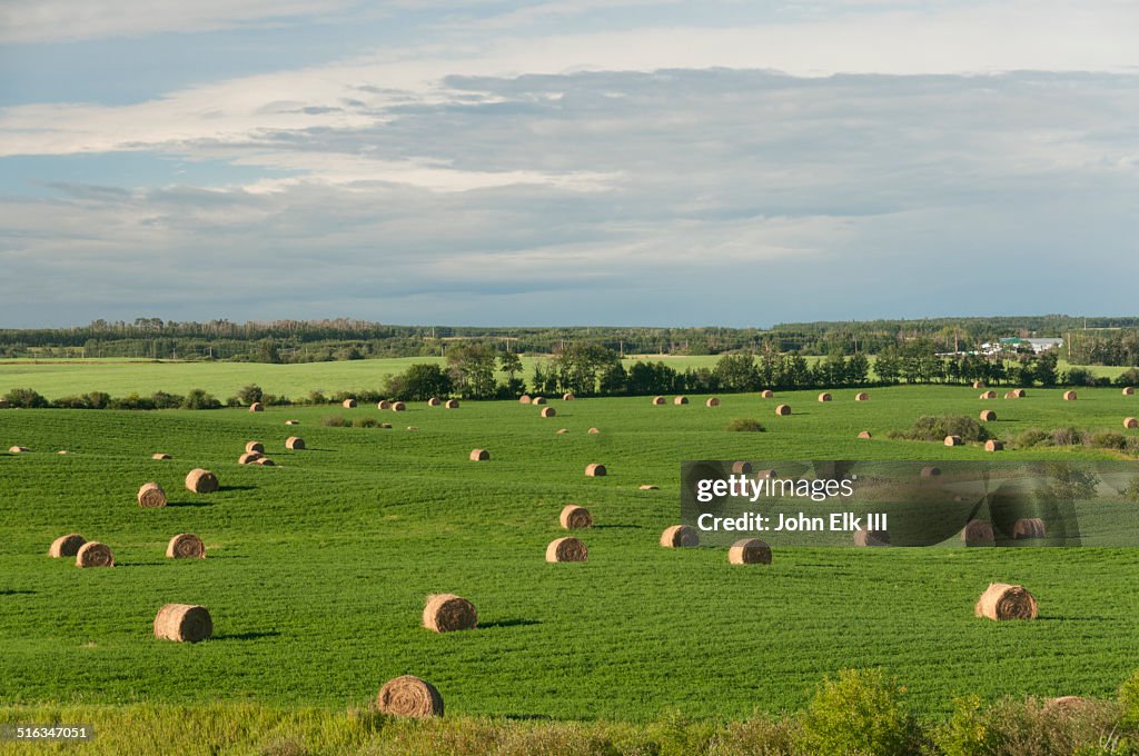 North Alberta farmland with hay bales