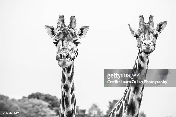 giraffes - laura zulian foto e immagini stock