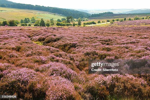 moorland flora, derbyshire peak district - silentfoto heather fotografías e imágenes de stock