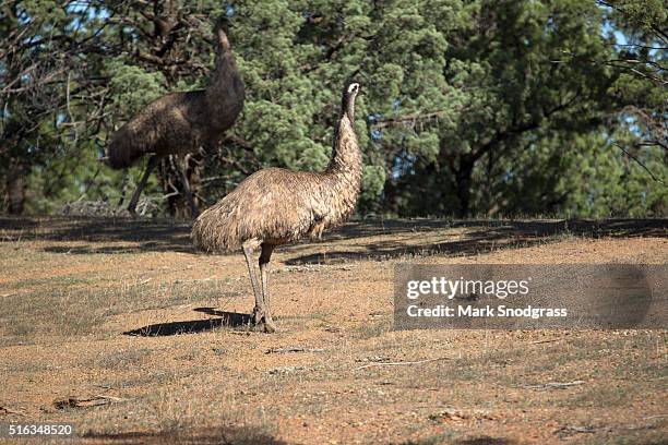 Emu In Bush 82 Emu Bush Stock Photos, High-Res Pictures, and Images - Getty Images