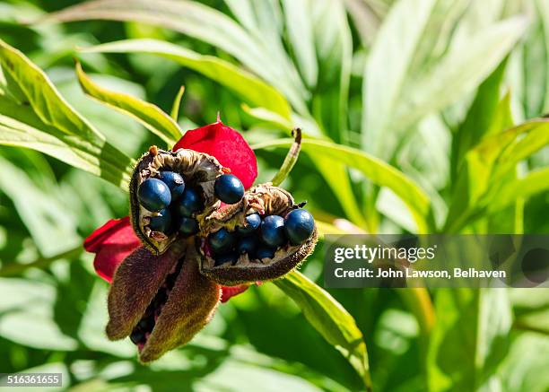 seed pod paeonia veitchii (veitch's peony) - veitchii stock pictures, royalty-free photos & images
