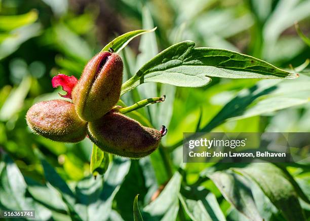 paeonia veitchii carpels (seed pods) - veitchii stock pictures, royalty-free photos & images