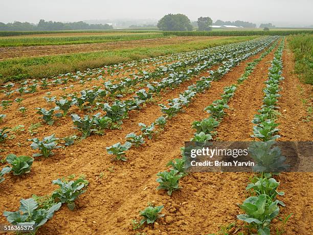 cabbages growing in rural pennsylvania - edison nova jersey - fotografias e filmes do acervo