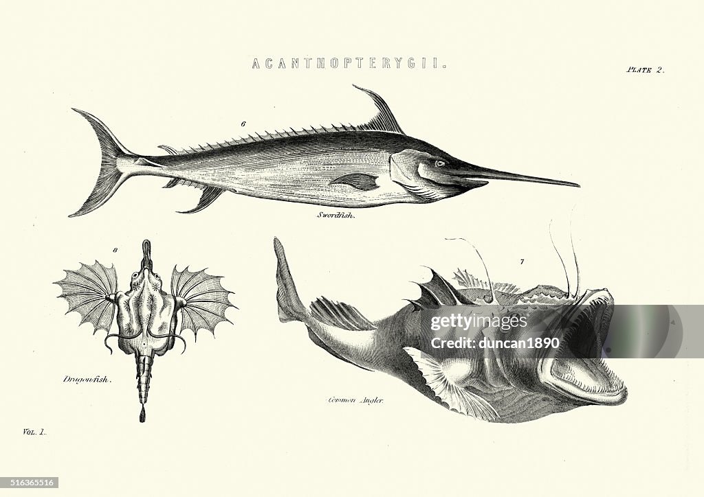 Sea Life - Swordfish, Dragonfish