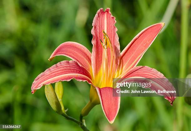 hemerocallis fulva rosea (day lily) - taglilie stock-fotos und bilder