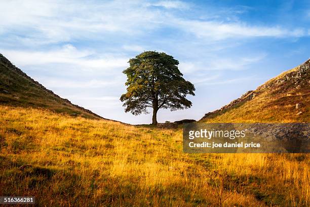 sycamore gap - hexham stock pictures, royalty-free photos & images