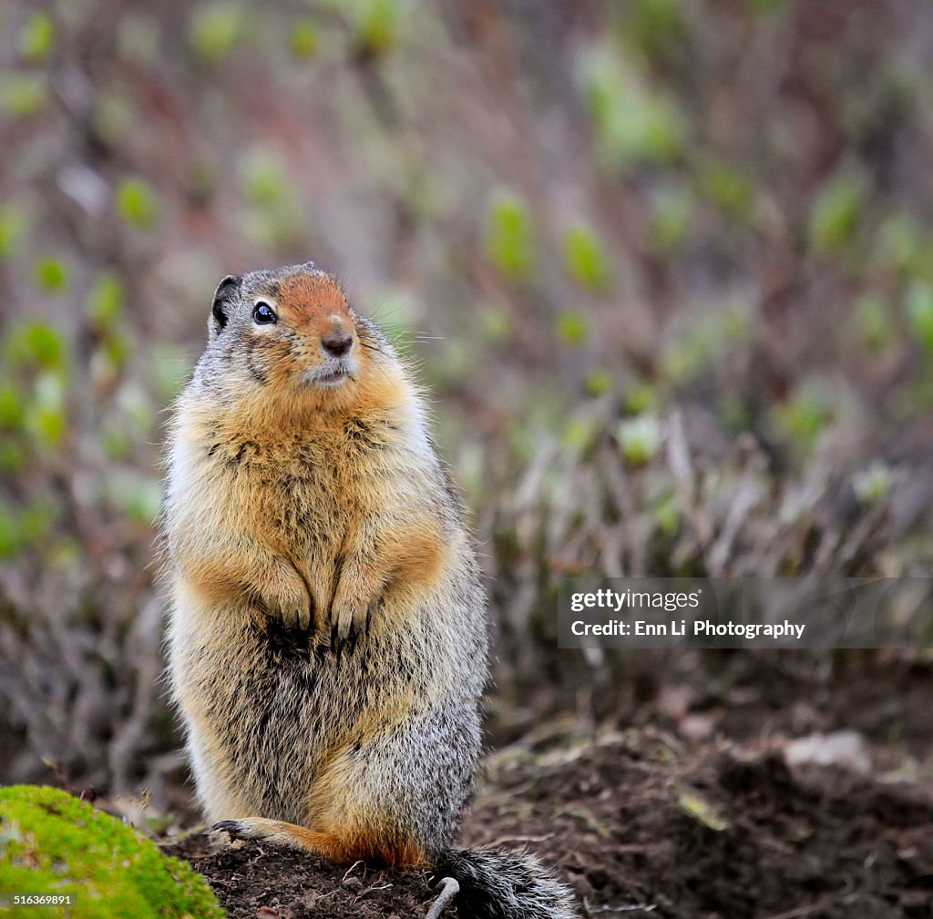 Close Up of a Columbian Ground Squirrel