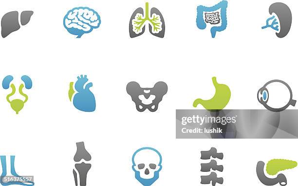 bildbanksillustrationer, clip art samt tecknat material och ikoner med stampico icons - anatomy - människans bukspottkörtel
