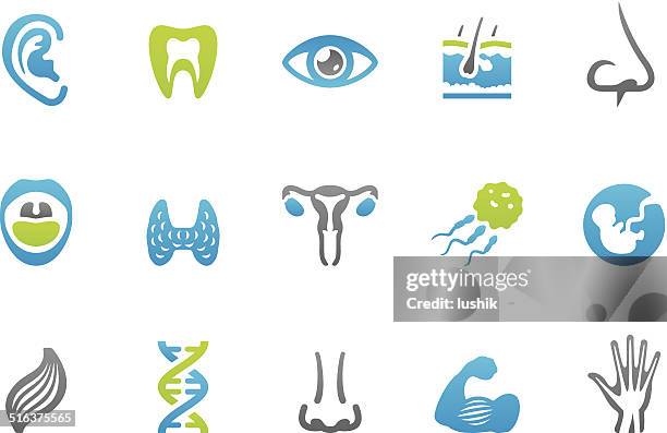 illustrations, cliparts, dessins animés et icônes de stampico icônes-le corps humain - bouche ouverte