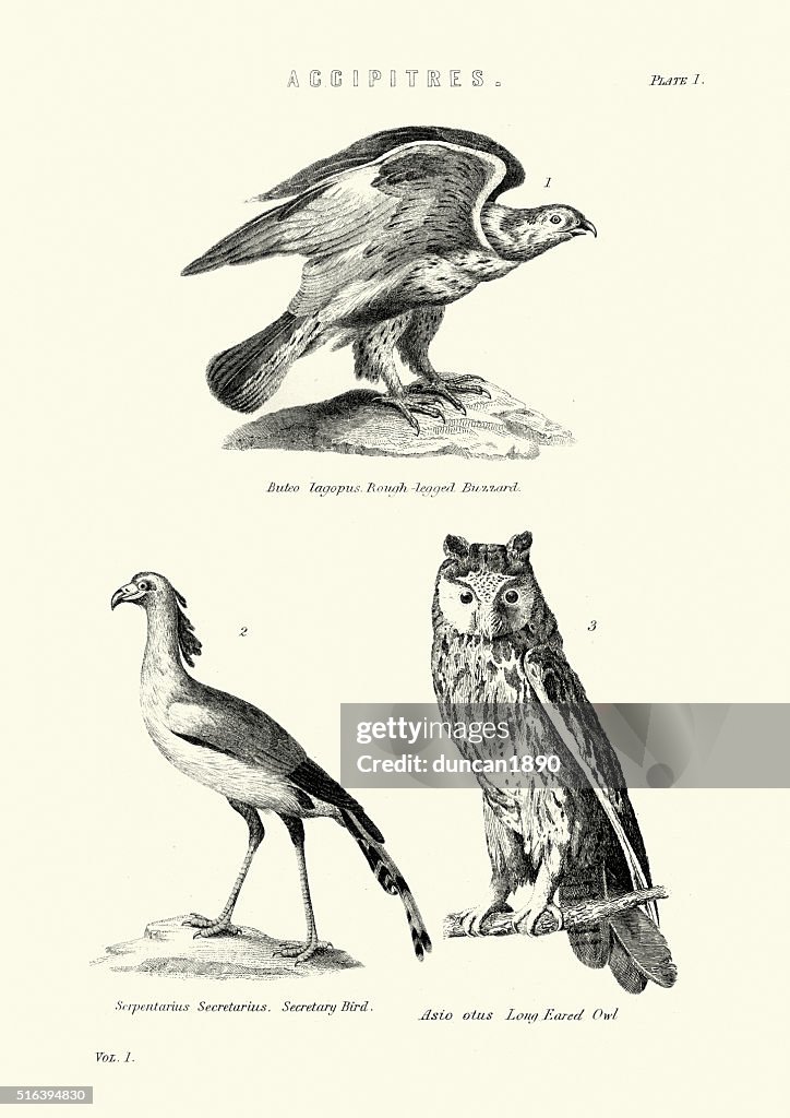 Birds - Buzzard, Secretary Bird, Long Eared Owl