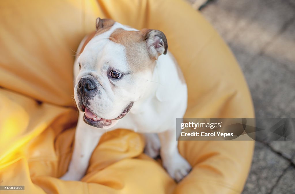 English bulldog Puppy at home