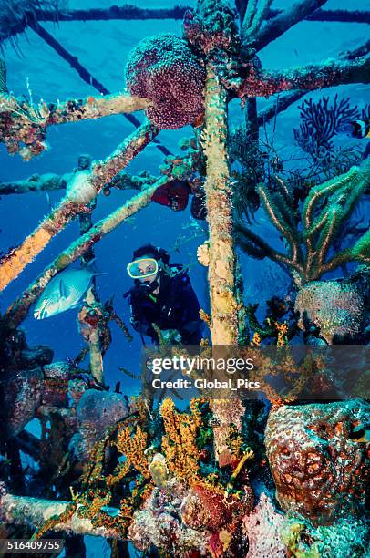 female diver - grand bahama stock pictures, royalty-free photos & images