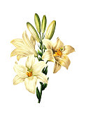 Lilium candidum | Redoubt Flower Illustrations