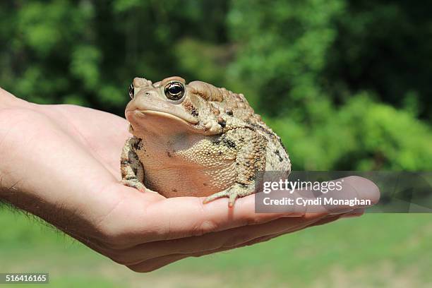 Chode Toad 221 Largest Toad Stock Photos, High-Res Pictures, and Images - Getty Images