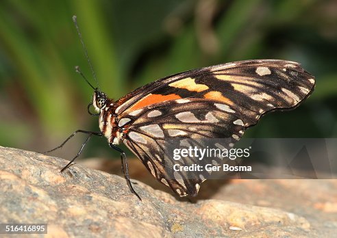 Juno Longwing (Dione juno) Juno Longwing (Dione juno)