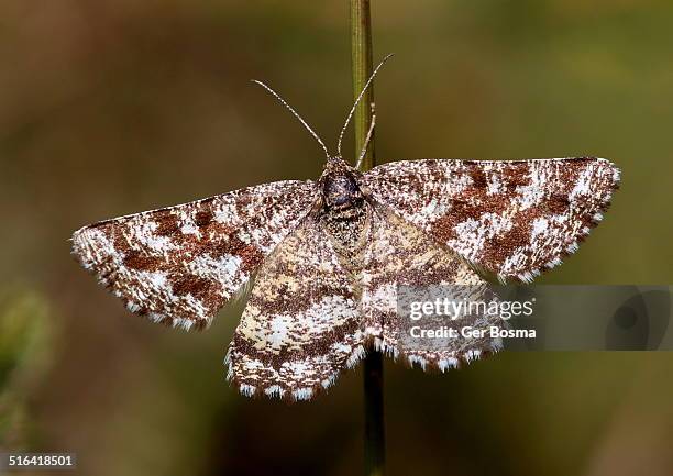 common heath moth - geometridae stock pictures, royalty-free photos & images