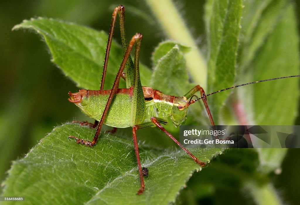 Male Speckled Bush-Cricket