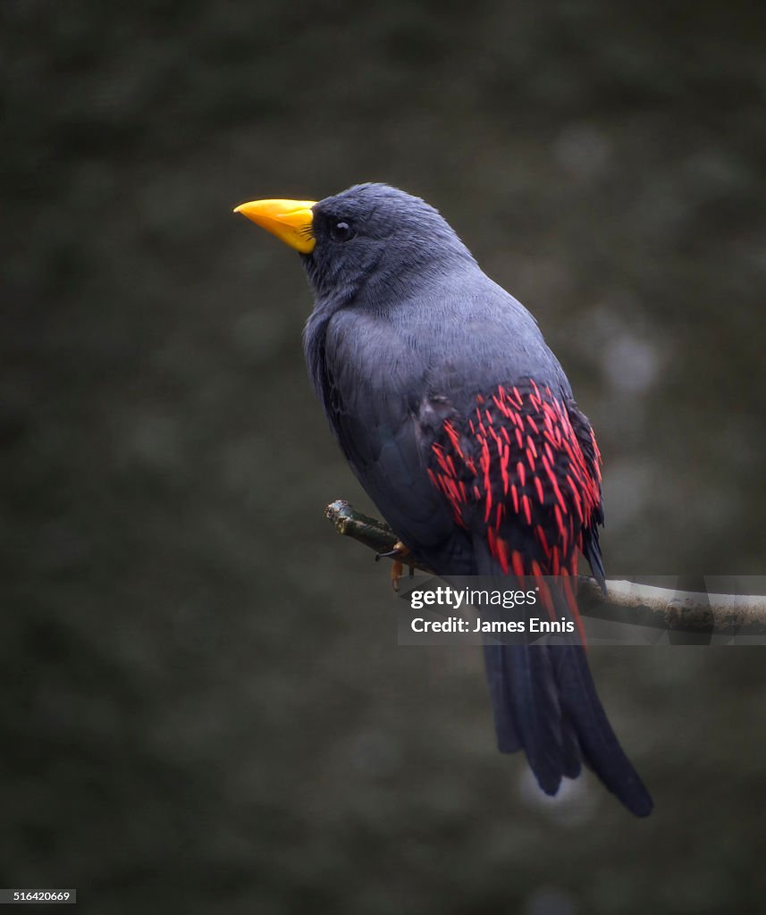 Grosbeak Starling