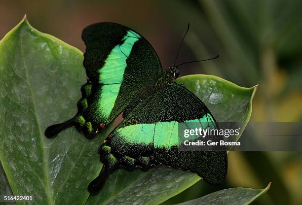 emerald swallowtail butterfly - emerald swallowtail stockfoto's en -beelden