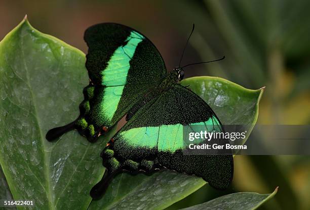 emerald swallowtail butterfly - papilio palinurus stock pictures, royalty-free photos & images