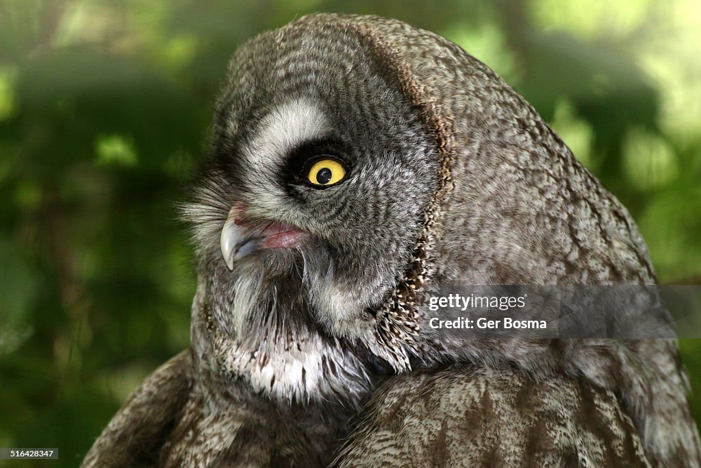 Grey Owl Portrait