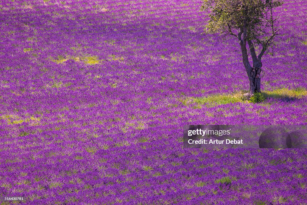 Alone tree with lavender fields in the Provence