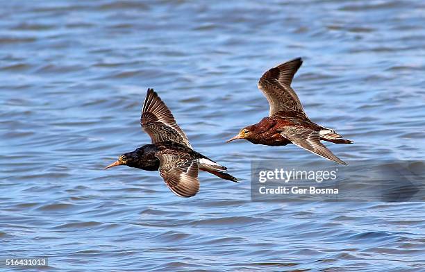 ruffs in flight - groningen stad stockfoto's en -beelden