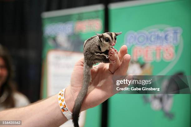 Sugar glider is displayed in the Pocket Pets booth during Wizard World Las Vegas at the Las Vegas Convention Center on March 18, 2016 in Las Vegas,...