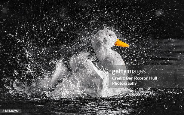pekin duck making a splash in the park - peking ente stock-fotos und bilder