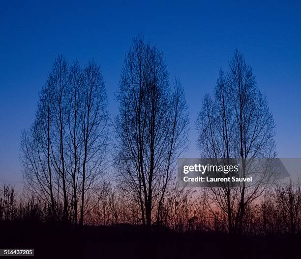 trees without leaves at sunset - laurent sauvel stock pictures, royalty-free photos & images