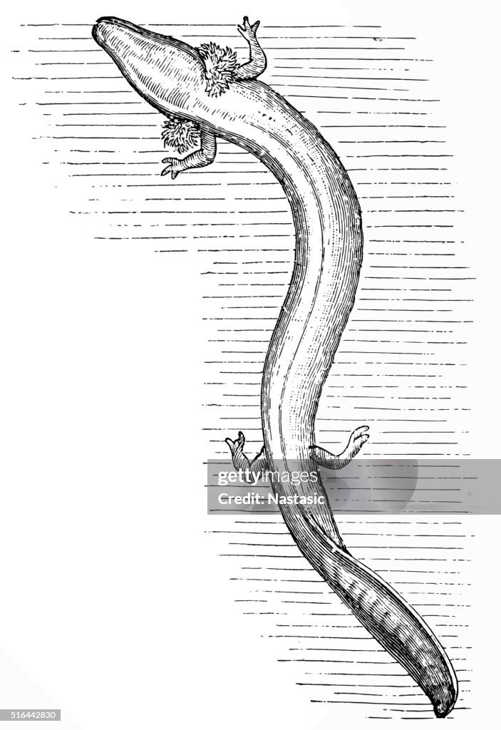 Olm or proteus (Proteus anguinus)