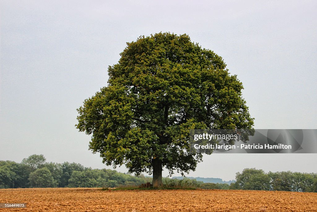 Single tree in summer