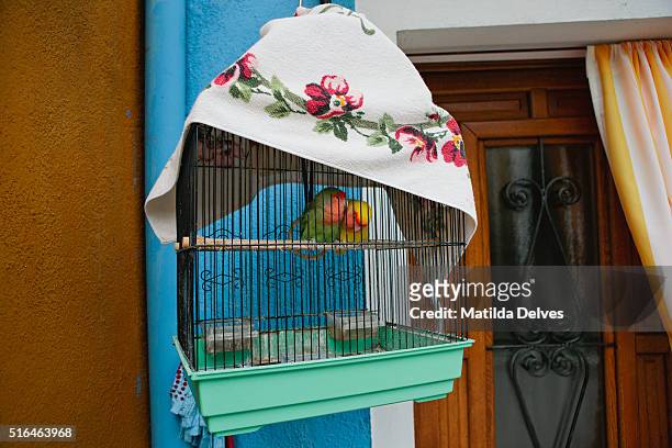 two love birds in a cage, on the island of burano, italy. - venizia stock pictures, royalty-free photos & images
