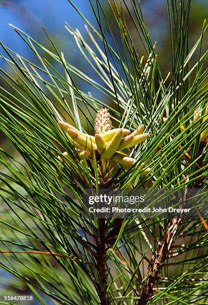 developing male cones of loblolly pine tree - loblolly pine stock pictures, royalty-free photos & images