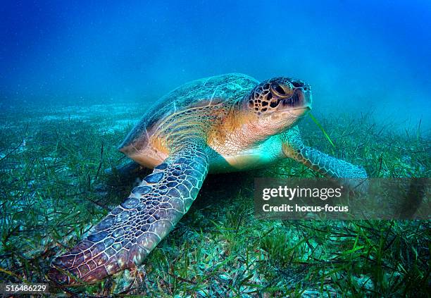 sea turtle - loggerhead turtle stock pictures, royalty-free photos & images