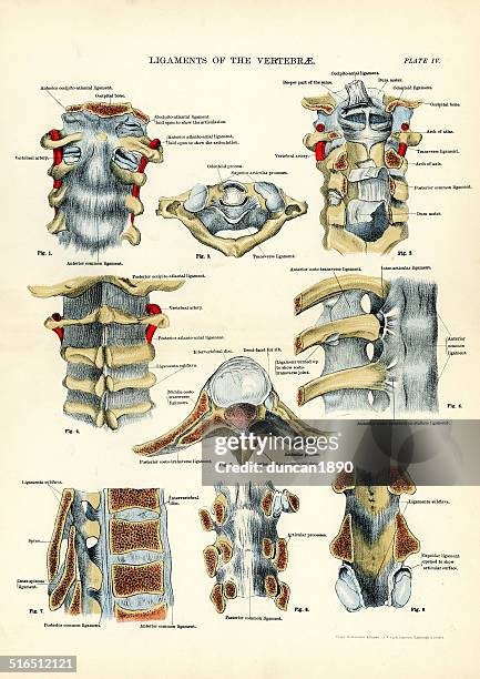 human anatomy - ligaments of the vertebrae - human vertebra stock illustrations