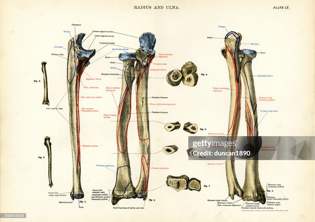 Human Anatomy Radius And Ulna High-Res Vector Graphic - Getty Images