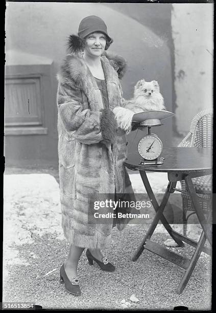 Pomeranian, Vimmie Nuggett, is weighed on the scales by its owner, Mrs. E. Seeley of Great Neck, Long Island, for the Westminster Dog Show of 1926.