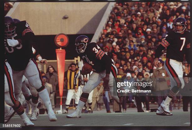 Walter Payton, running back for the Chicago Bears, charges down the field trying to avoid defensive linemen.