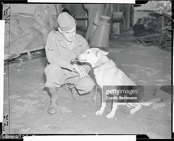 First members of infantry scout dog platoon arrive from overseas get back their land legs by limbering up with their masters as this one does here....