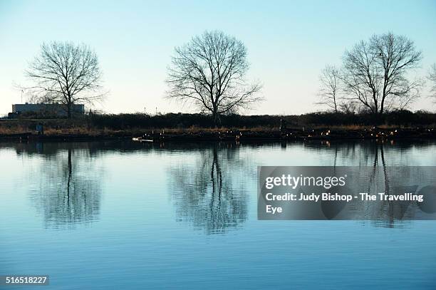 trio of leafless trees reflecting in calm water - judy winter stock-fotos und bilder