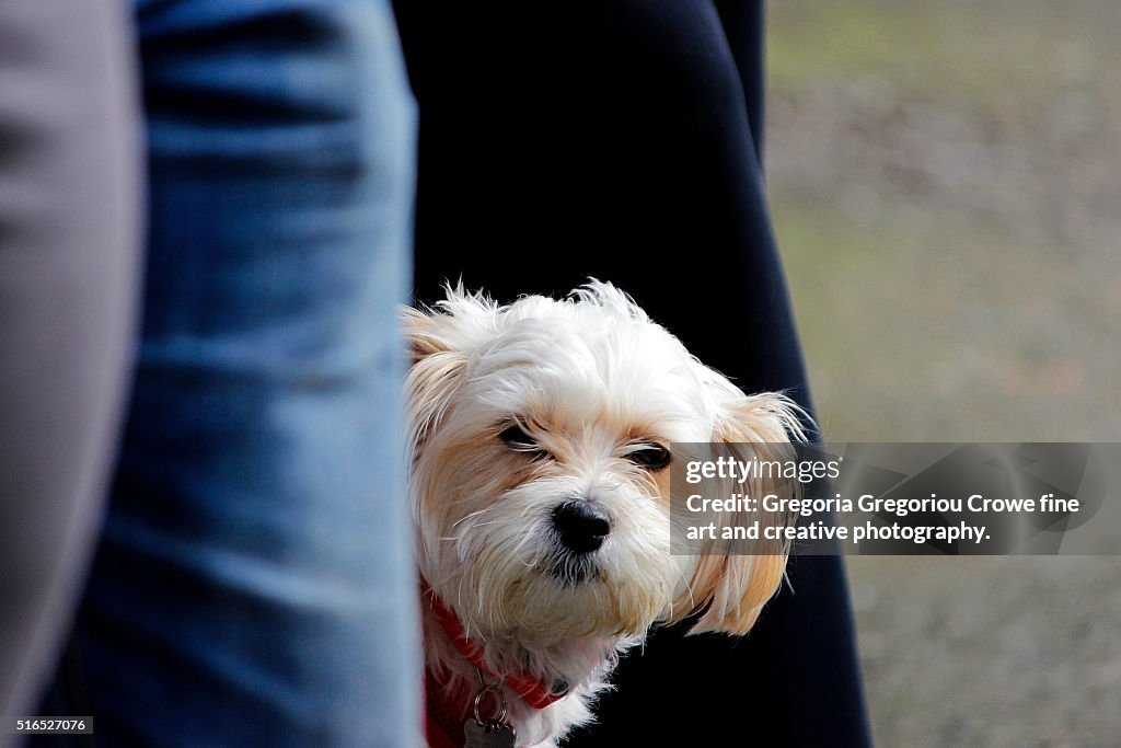 Terrier Dog